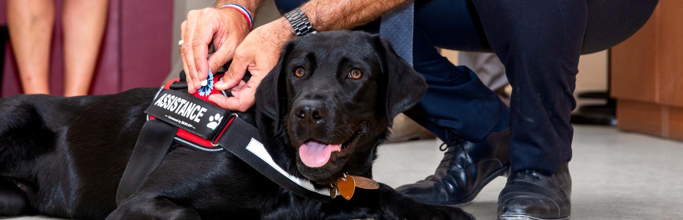 Le cape, un chien d'assistance